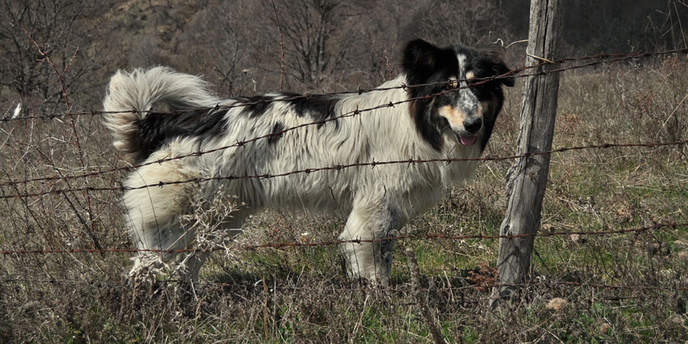 Овчарско куче над село Крущица